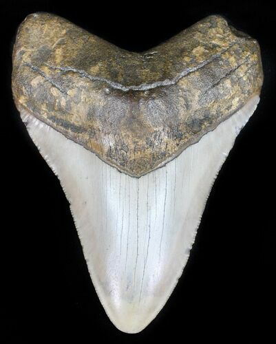 Megalodon Tooth - North Carolina #59115